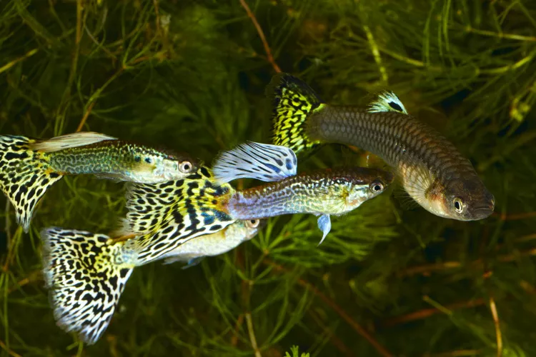 Guppy